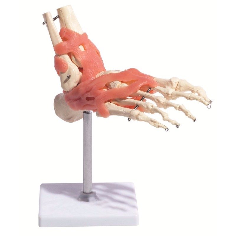 Foot with Ligaments