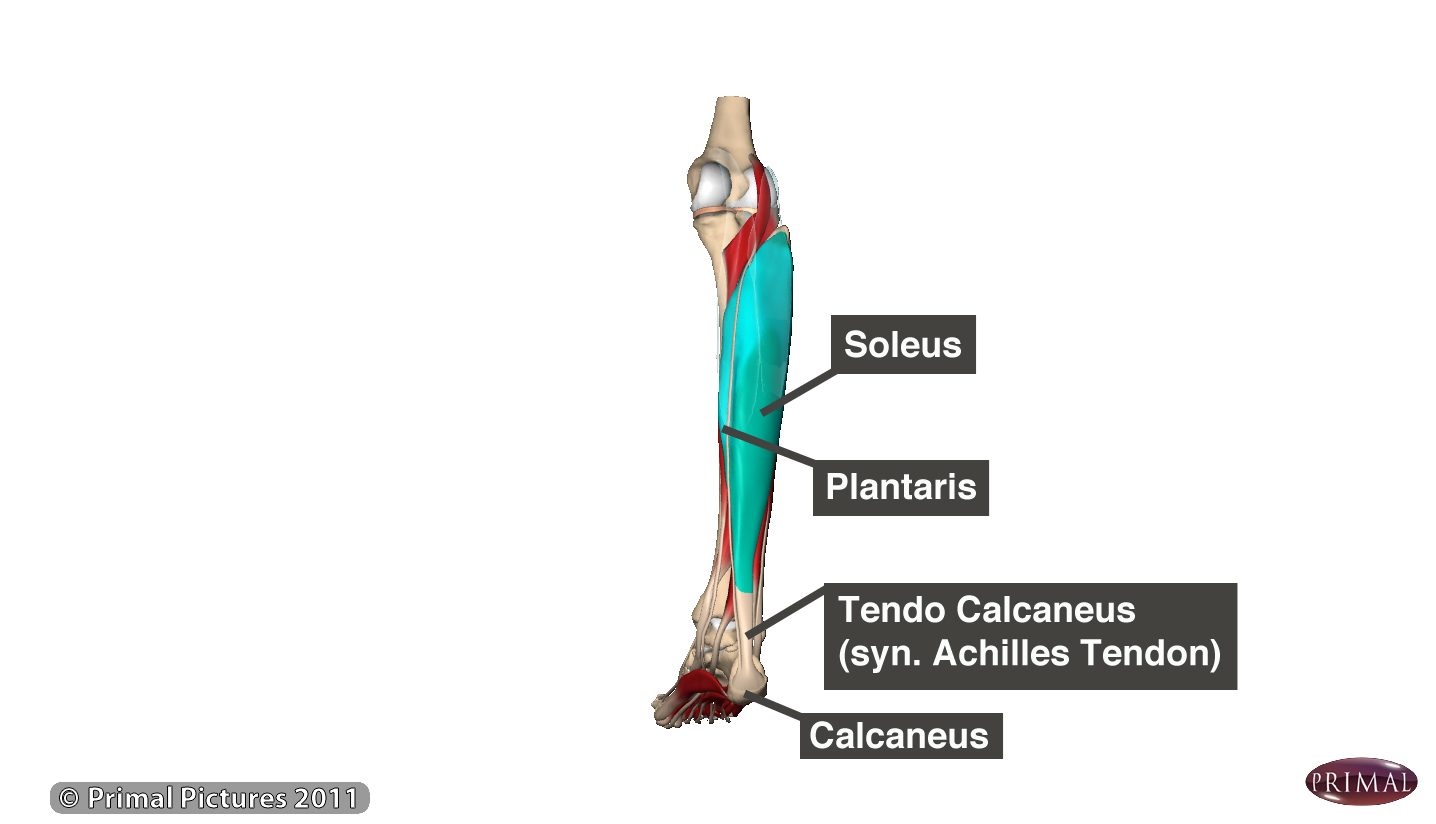 Calf Strain (Pulled Calf Muscle) treatment and symptoms