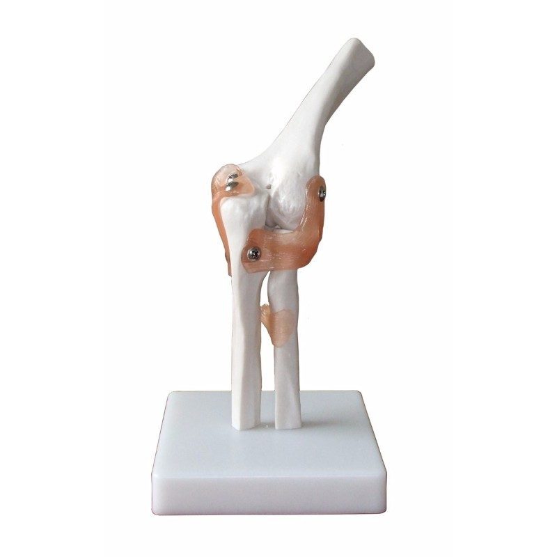 Elbow Joint