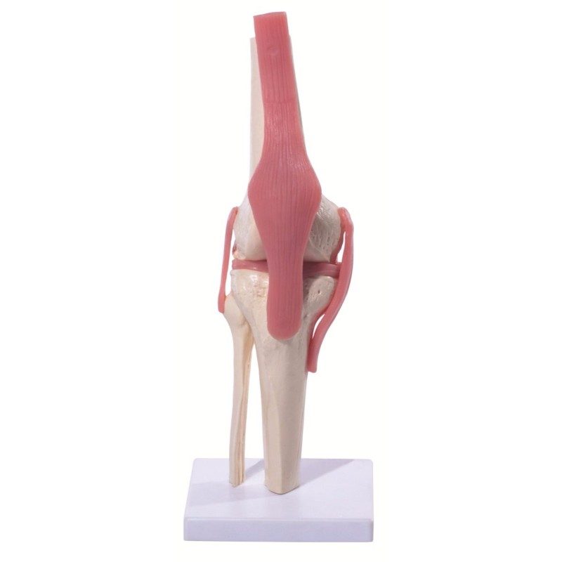 Knee Joint